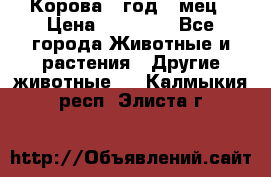 Корова 1 год 4 мец › Цена ­ 27 000 - Все города Животные и растения » Другие животные   . Калмыкия респ.,Элиста г.